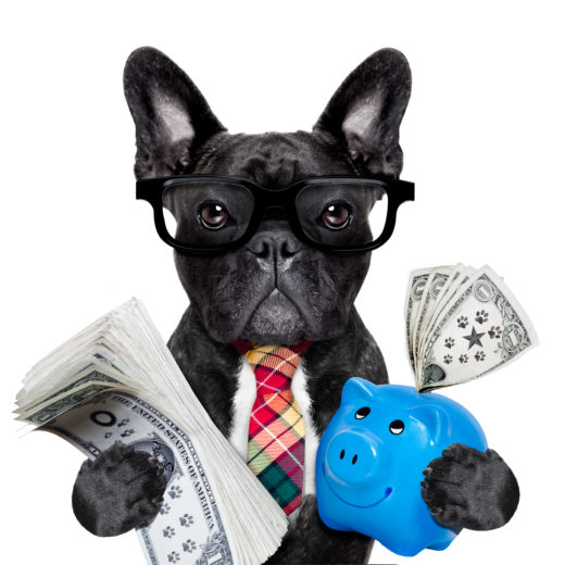 dog money and piggy bank boss accountant rich french bulldog saving dollars and money with piggy bank or moneybox , with glasses and tie , isolated on white background