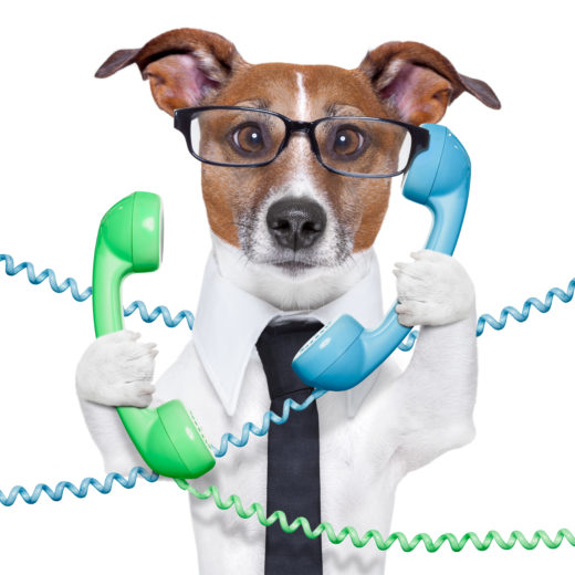 business dog dog tangled in a telephone and cable chaos
