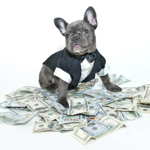 French bulldog puppy wearing a tux and bow tie sitting on a pile on one hundred bills.