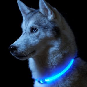 Trixie Nyakörv Világítós Usb-El M-L 50cm/30mm Kék -KIFUTÓ TERMÉK!