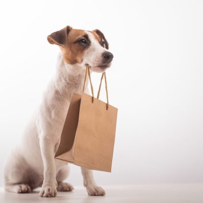 Portrait of dog jack russell terrier holding a paper craft bag in its mouth on a white background.